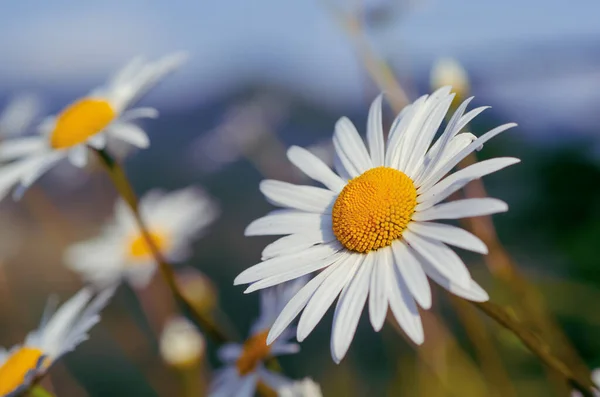 Wilde Kamillenblüten — Stockfoto