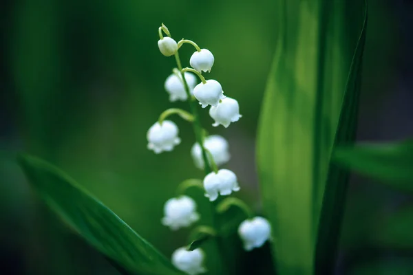 Lily van de vallei — Stockfoto