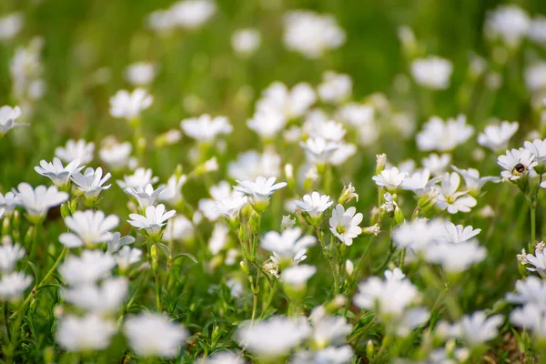 White spring flowers — Stock Photo, Image