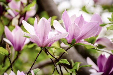 Magnolia bahar çiçekleri