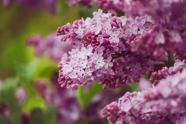 Printemps fleurs lilas — Photo