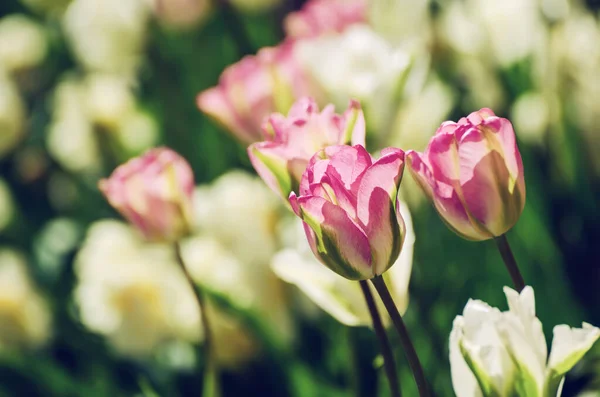 赤と白のチューリップの花 — ストック写真