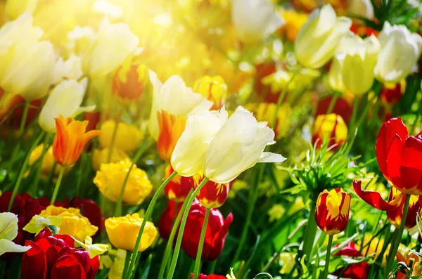 Fiori di tulipano gialli e bianchi — Foto Stock