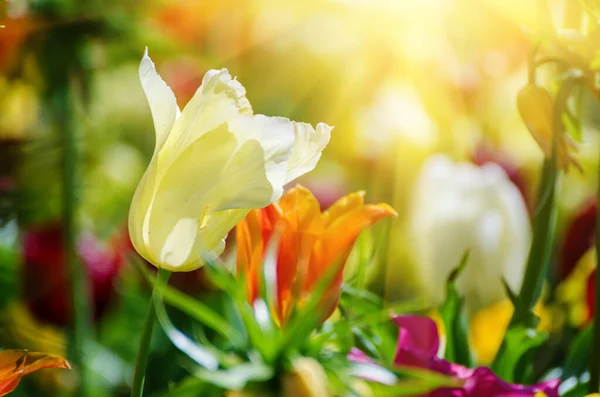 Gul och vit tulpan blommor — Stockfoto