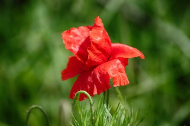 Kırmızı bahar gelinciği