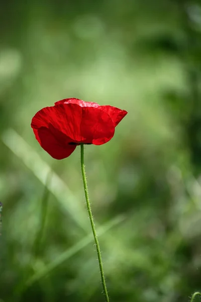 Papavero di primavera rosso — Foto Stock