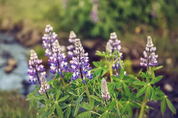 Lupine virágok Izlandon — Stock Fotó