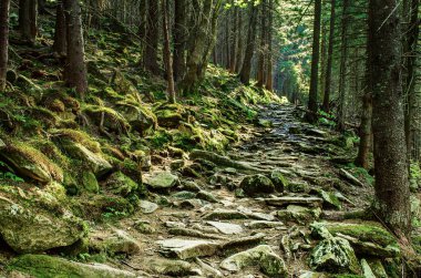 Kuzey İskandinav Ormanı