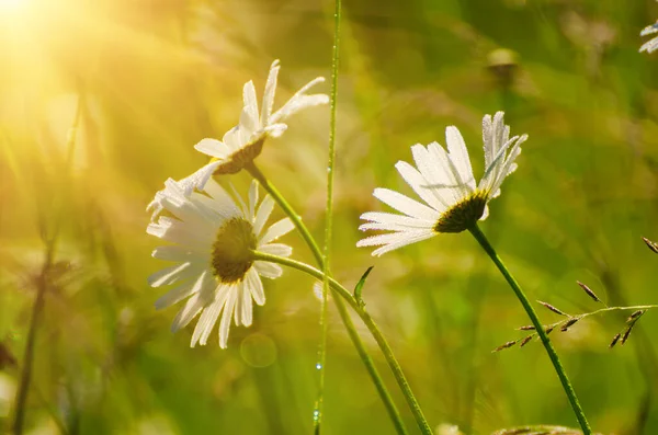 Flores de camomila selvagens — Fotografia de Stock