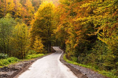 Güzel sonbahar manzarası