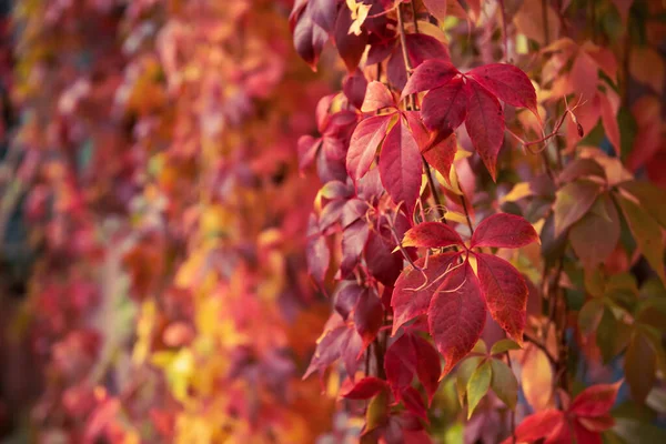 Дикие красные листья — стоковое фото