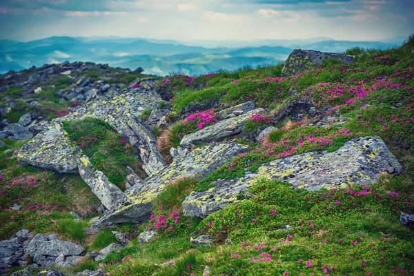 Rododendron květiny v přírodě — Stock fotografie