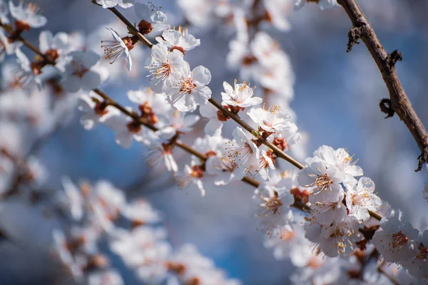 杏树开花 — 图库照片