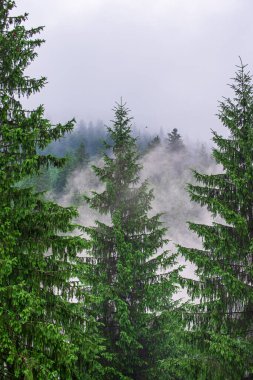 Sisli dağ manzarası