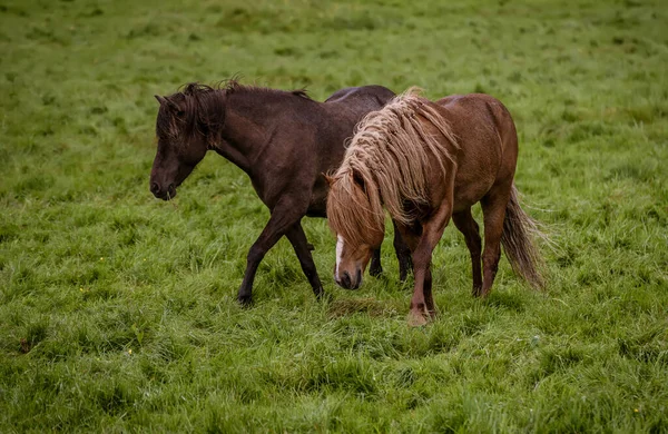 Two icelandic horses — Stock Photo, Image