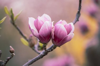 Magnolia bahar çiçekleri