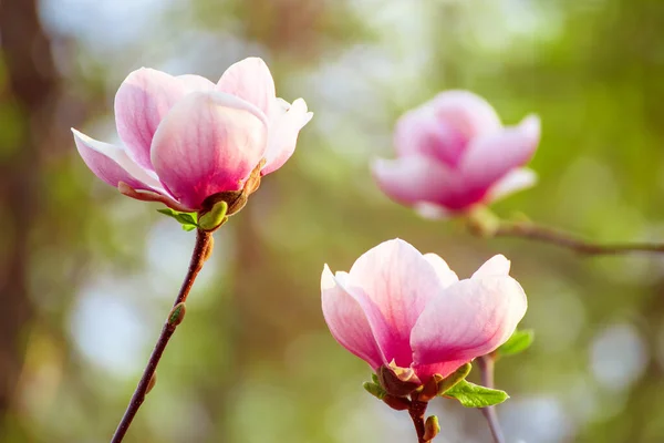 Magnolia lentebloemen — Stockfoto