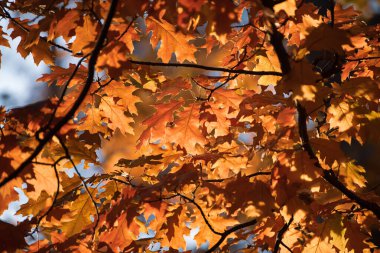 sonbahar meşe arka plan