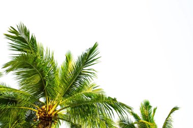 Palmiyeli Tropikal Arkaplan