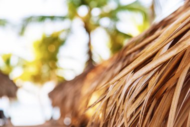 Tropik Karayip Sahili