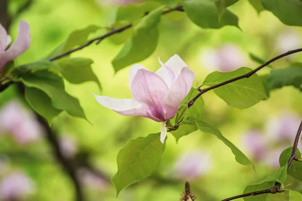 Magnolia flores de primavera — Foto de Stock