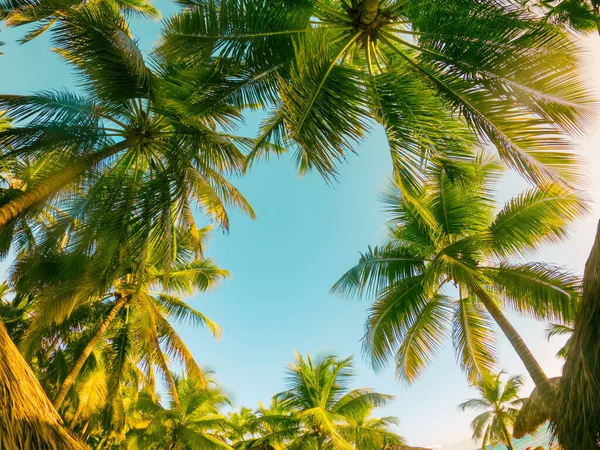 Fondo tropical con palmera —  Fotos de Stock