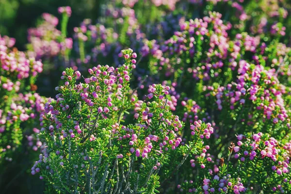 Blooming heather flowers — Stock Photo, Image