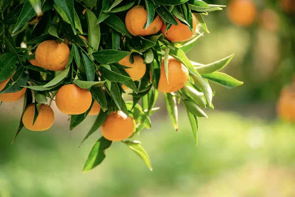 Tangerine Ηλιόλουστος Κήπος Πράσινα Φύλλα Και Ώριμα Φρούτα Μανταρινάδικο Ώριμα — Φωτογραφία Αρχείου