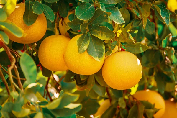 Ripe pomelo fruits hang on the trees in the citrus garden. Harvest of tropical pomelo in orchard. Pomelo is the traditional new year food in China, it gives luck. Agricultural food background