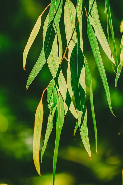Eucalyptus Feuilles Vertes Fond Abstrait Avec Espace Copie Fond Médical — Photo