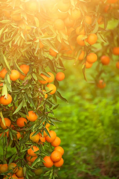 Jardín verde mandarina —  Fotos de Stock