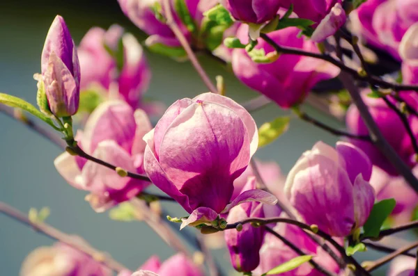 Magnolia vårblommor — Stockfoto