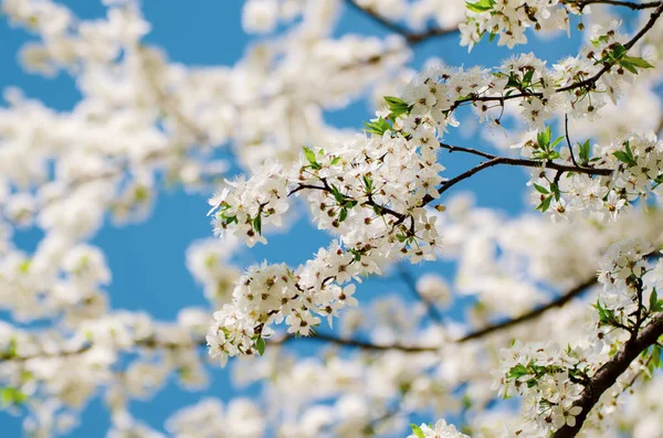 Pruimenlentebloemen — Stockfoto