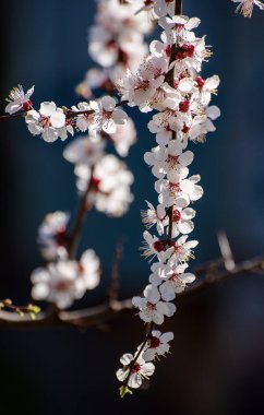Kayısı ağacı çiçekleri