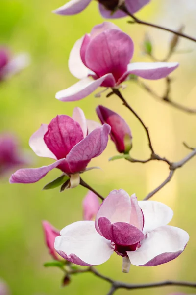 Magnolia flores de primavera — Foto de Stock