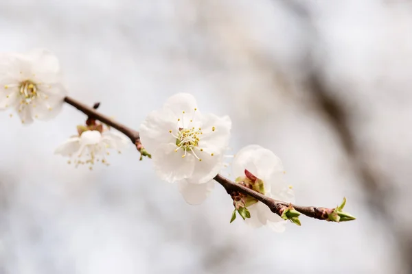 Floresce de damasco — Fotografia de Stock