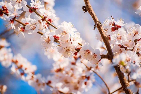 Цветение абрикосового дерева — стоковое фото