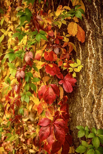 Wild grape red leaves — Stock Photo, Image