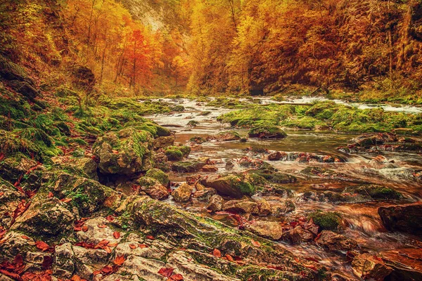 Vintgar Vadisi, Slovenya — Stok fotoğraf