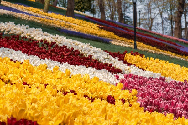 Красочные тюльпаны в парке Эмирган, Стамбул — стоковое фото