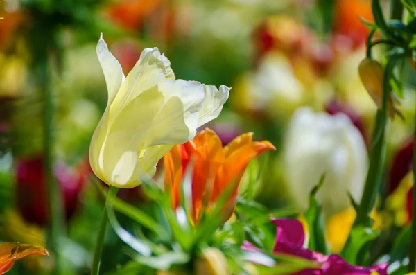 Květiny žluté a bílé Tulipán — Stock fotografie