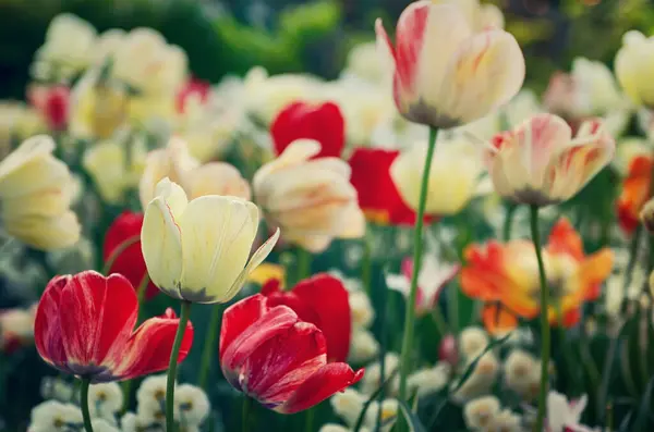 Červené a bílé tulipány květiny — Stock fotografie