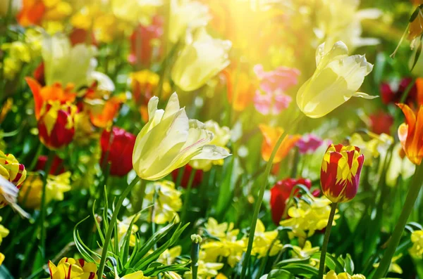 Fiori di tulipano gialli e bianchi — Foto Stock