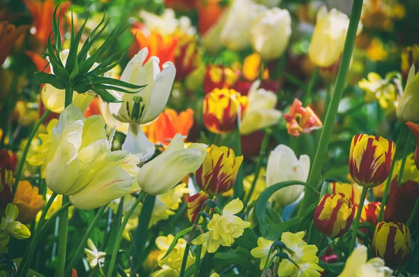 Květiny žluté a bílé Tulipán — Stock fotografie