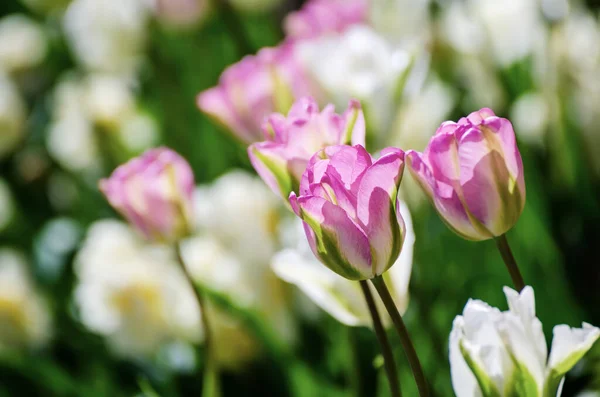 Czerwone i białe kwiaty tulipana — Zdjęcie stockowe