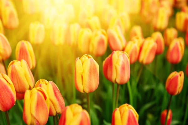 Fiori di tulipano arancione — Foto Stock