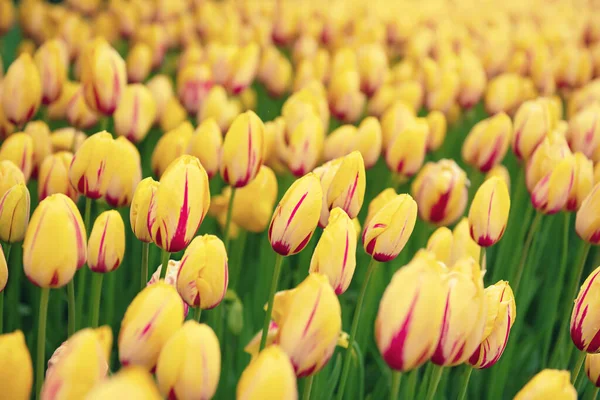 Gelbe und rote Blumen — Stockfoto