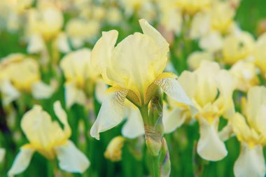 Çiçek açan gümüşi