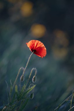 Kırmızı bahar gelinciği