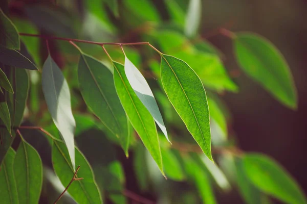 Folhas verdes de eucalipto — Fotografia de Stock